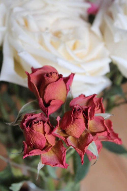 Amazing Trader Joe's rose bouquet